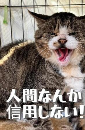 人間嫌いの凶暴な野良猫を保護（「保護猫シェアハウス てぃーるーむ」さん提供、Instagramよりキャプチャ撮影）