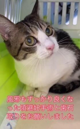 一人暮らしの飼い主が緊急入院、置き去りの猫を救出に→室内はゴミの山で強烈な異臭、飼い猫は見当たらず…