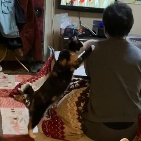 「お帰りニャ～」仕事から帰ったパパさんとイチャイチャする猫さん「疲れが吹っ飛ぶね」「ずっと見ていたい」
