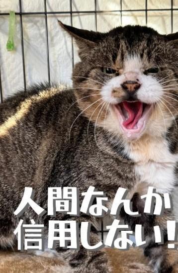 人間嫌いの凶暴な野良猫を保護（「保護猫シェアハウス てぃーるーむ」さん提供、Instagramよりキャプチャ撮影）
