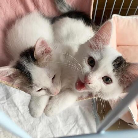 公園のトイレに置かれた段ボール　生まれたばかりの4匹の子猫が肩を寄せていた　　