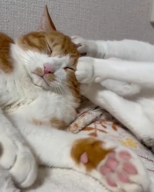 キジ白猫に蹴られる茶白猫が話題に（飼い主さん提供、Xよりキャプチャ撮影）