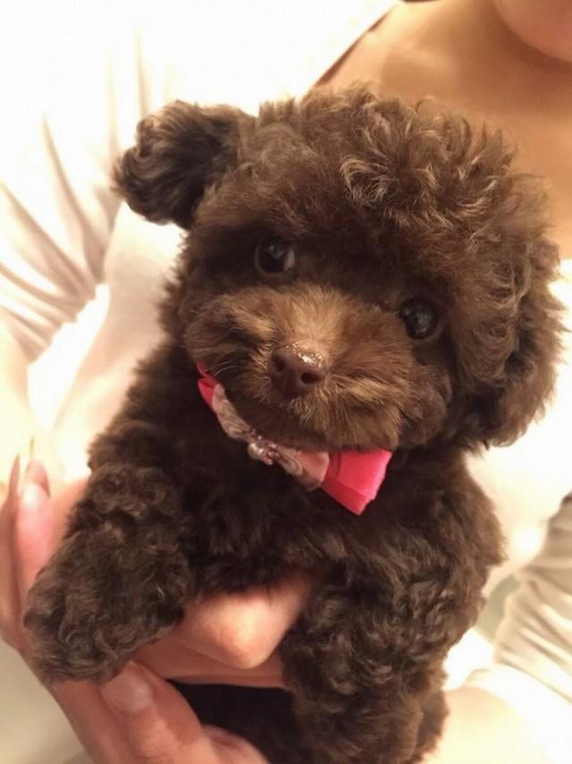 つぶらな瞳がキュートな子犬時代（画像提供：ごつもりプードルさん）