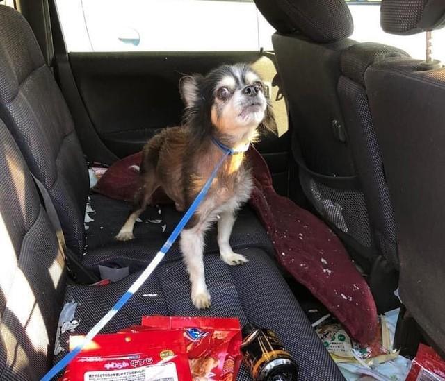 2年間もクルマの中で過ごしていたチワワのハルくん