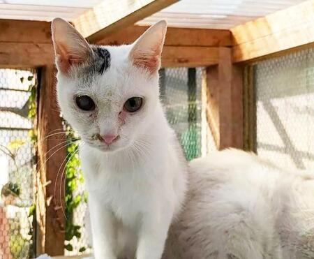 「ミャーミャー」　小さな声で助けを求める9匹の子猫　後を絶たない遺棄に保護団体が憤り　「どんな理由があっても犯罪です」