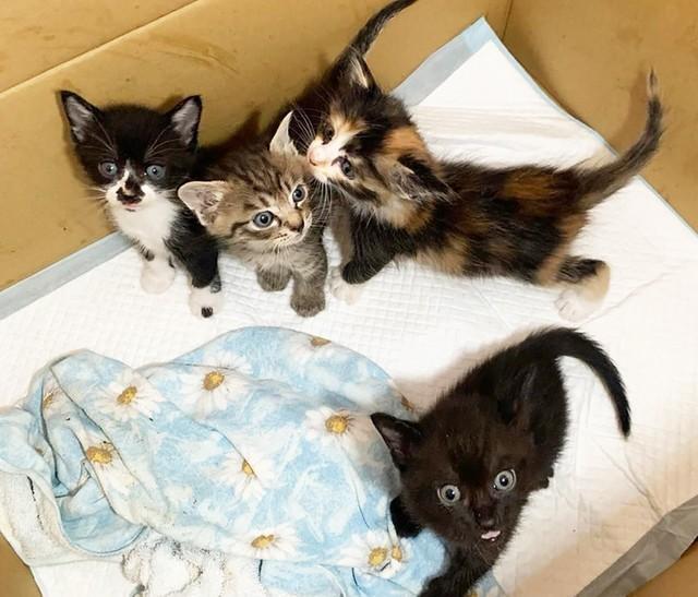 3きょうだいの保護猫を迎えた里親さんのお家の屋根裏で生まれた子猫たち