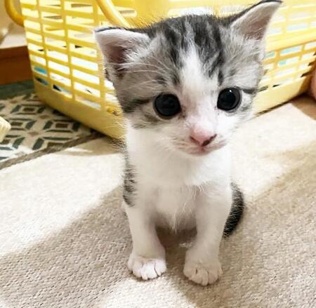 GW前日、公共施設前に置かれた段ボール　棄てられた子猫の運命は