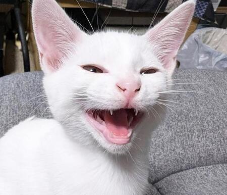 真っ白毛並みとうっすらピンクの地肌　保護された美形猫は「アーン？」とお返事するお利口さん　優しいファミリーに迎えられた