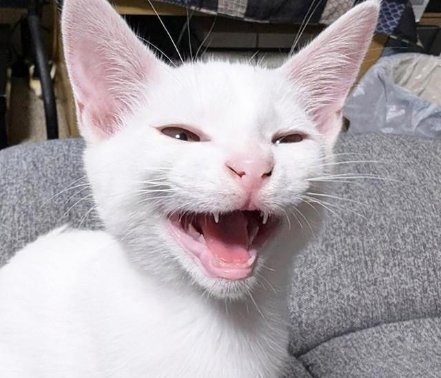 超美形で表情豊かなアンちゃん。もともとは仲間の猫たちと行き場を失っているところを保護された猫でした