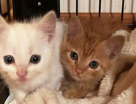 水辺の岩の上にポツンと2匹の子猫 保護したものの隙間からクルマ内部へ 自動車修理のプロも出動したハラハラドキドキの捕物劇