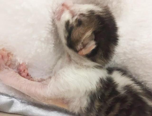 2022年3月、高知県のとある漁港で子猫の遺棄事件が起きました