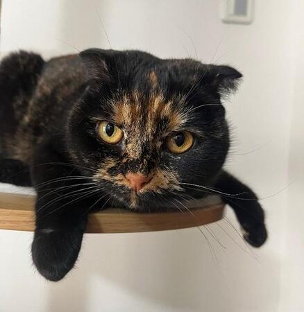 「人気がない毛柄」だから半額に…特売ケージで“売れ残り扱い”されていたサビ柄のスコ そのキョトン顔に心奪われ、大切な家族に