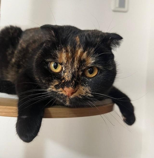 キャットステップでまったり…折れ耳スコティッシュフォールドのはるちゃん