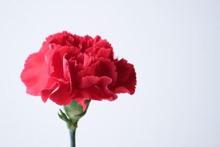 「おこづかいで買えるお花を」母の日のカーネーション、小学生以下88円で販売→店に称賛の声「最高のお花屋さん」「粋ですね」