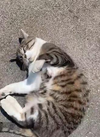 「遅刻しました」朝の通勤途中にネコハラ被害!地域猫が毎日のルーティンをおねだり「道をふさいで会社に行かせない」