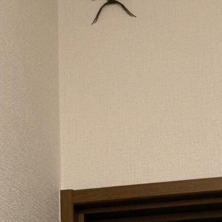 「心臓に悪い」「威圧感がすごい」帰宅すると自宅の天井に巨大な生き物が→その後どうなった? 投稿した能楽師に聞いた