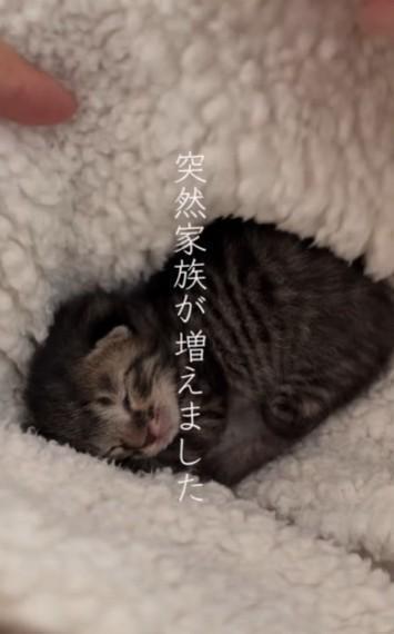 産まれたての子猫が保護され話題に（ミズキファームさん提供、Instagramよりキャプチャ撮影）