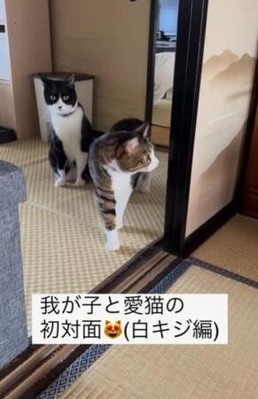 産まれたばかりの赤ちゃんと初対面→フリーズする猫2匹「目がまん丸に」この後、どうなった？