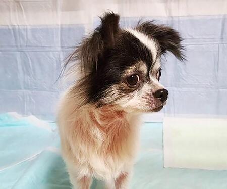 コンクリート床に薄いタオル　工場屋外でボロボロになった3匹の小型犬　「ネグレクトの極み」はなぜ起きたのか