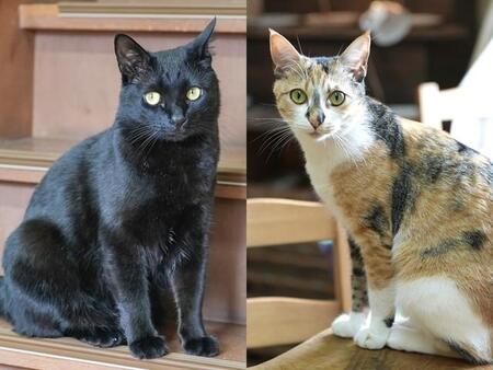 ビビりでいつも隠れていたね　そんな子猫が心を開いてくれた日　今では金継ぎアクセサリー体験教室の人気キャラに