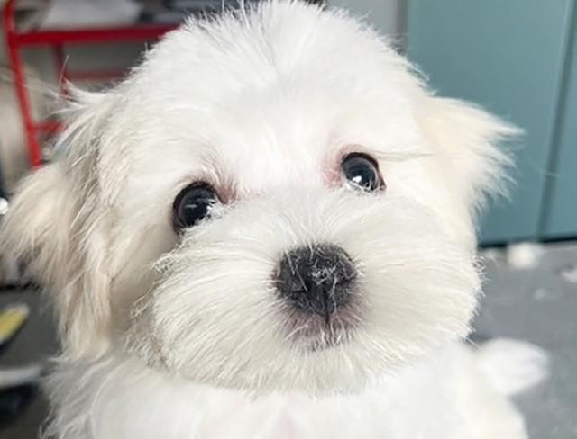 たった10日間だけで「家族」と思っていた飼い主と離ればなれになることになったマルチーズの子犬・むっく