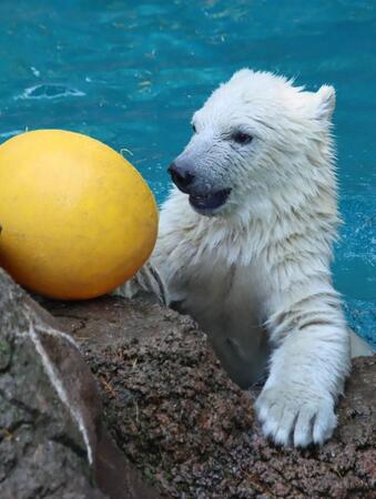 走ってダイブして元気いっぱい!横浜の動物園でホッキョクグマ赤ちゃんお披露目に大行列 「ようやくひと安心」と語る飼育担当の思いを取材