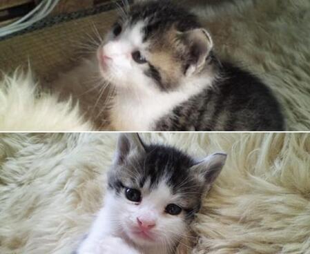 子猫から成長、18歳の愛猫の姿に爆笑！ビフォーアフター写真に「天使からの男爵さま」「貫禄がでてる」