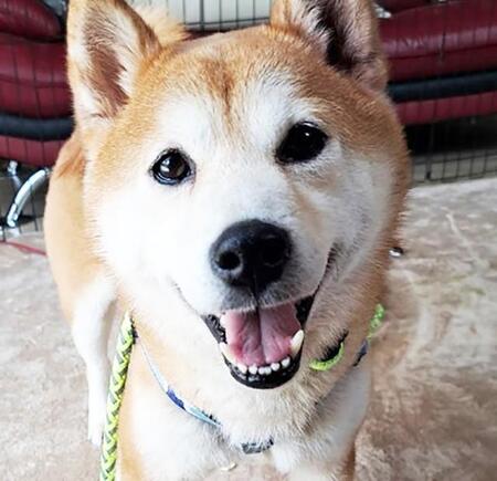 収容情報が途絶えた動物愛護センターのワンコ…もしや? 殺処分の淵から第二の犬生をつかんだ柴犬の物語