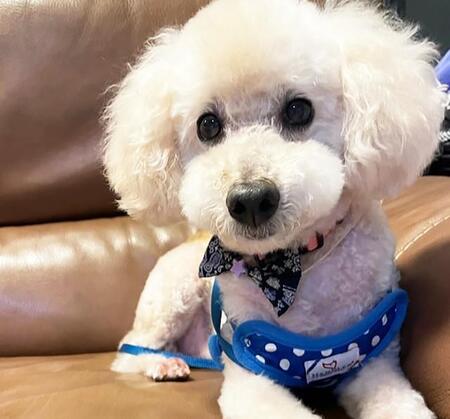 団地の一室で無断で飼われていたトイプーとポメ 小さな愛玩犬はストレスで攻撃的になっていた