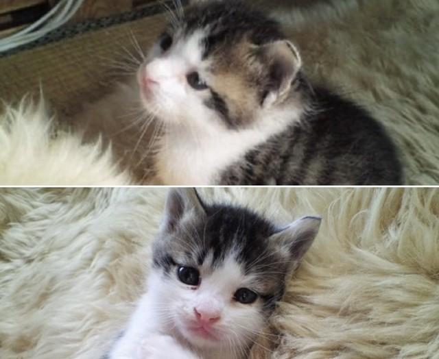 子猫の頃。とってもちいさくて可愛らしかった（まっちゃんさん提供）