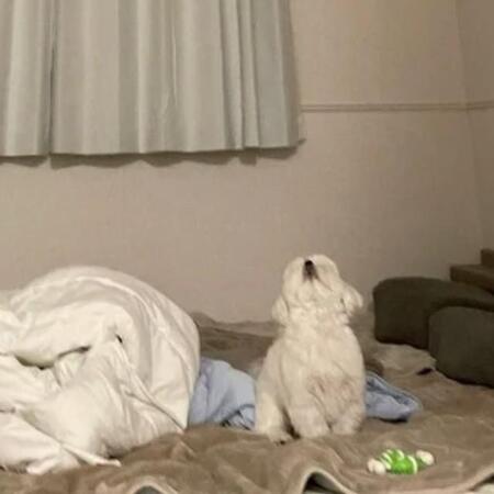 天井をぼう然と見上げる犬さん、どうしました？「あご可愛い～」