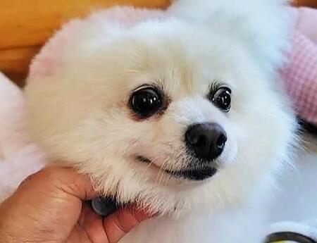 愛情のない仕打ち　高校球児の「五厘刈り」のようにされたポメラニアン　元気がなかった元繁殖犬は赤い糸で結ばれた家族のもとへ
