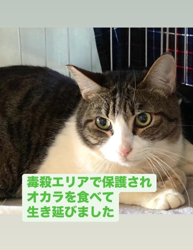 毒殺エリアから保護され、オカラを食べて生き抜いてきたというジャミくん（「大阪さくらねこの会」さん提供）