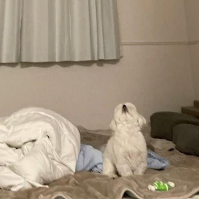 天井を見上げる犬さん（画像提供：モコさん）