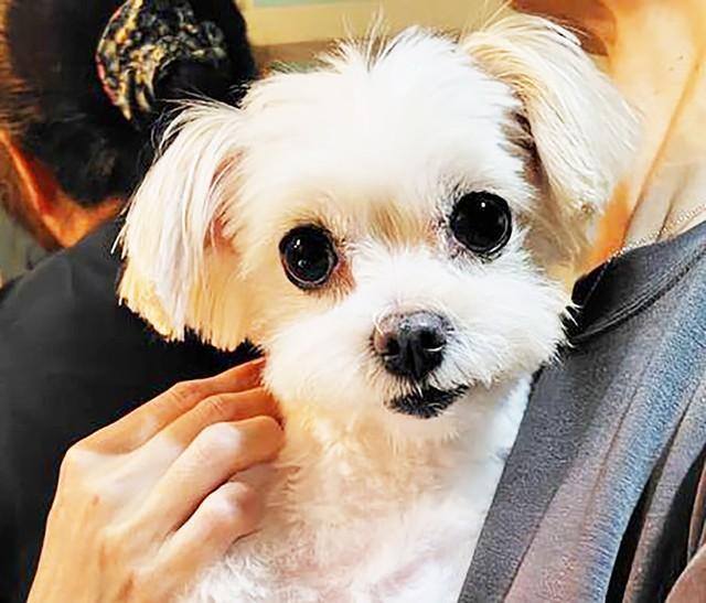 10歳にして飼い主から飼育放棄を受けた、マルチーズとチワワのミックス犬、るるちゃん（メス）