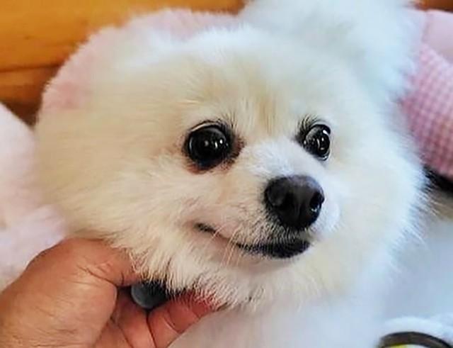 アンジュは健康と笑顔、そして毛を少しずつ取り戻してくれました