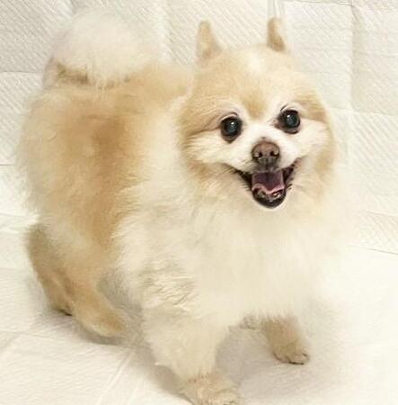 汚れて炎症を起こした下半身　保護された推定15歳のポメラニアンは愛護センター職員の愛情を浴びて元気に　「うちにおいで」の声を待っている