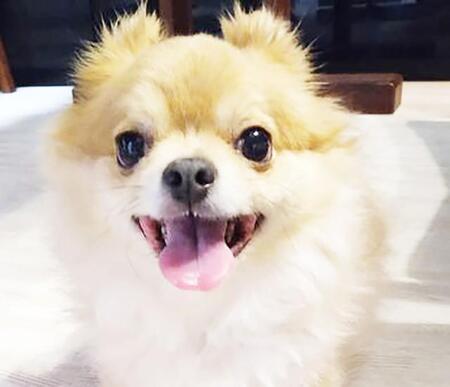 大きなワンコが大の苦手！　同じ背丈のワンコは大好き！　動物愛護センター出身のチワポメMIXに待ちわびた春の訪れ