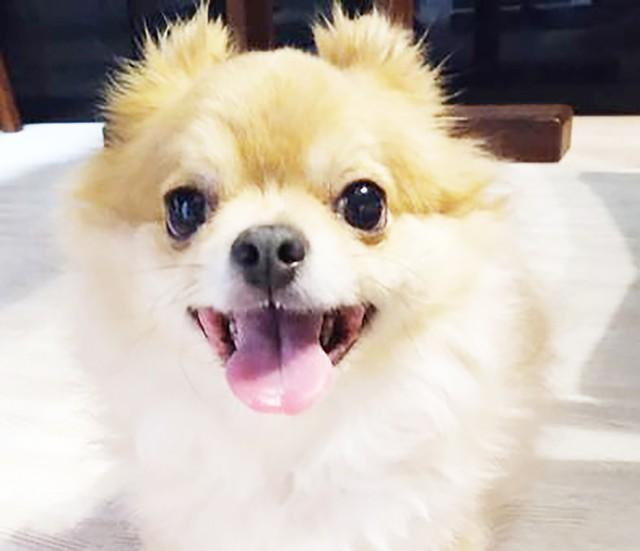 少々気難しい性格でありながらも、打ち解ければいつもルンルンで過ごすことができるチワポメMIXのラック