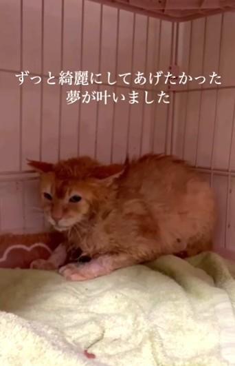 猫エイズや口内の潰瘍など体がボロボロだったというキルトくん(まねきねこさん提供、Instagramよりキャプチャ撮影)