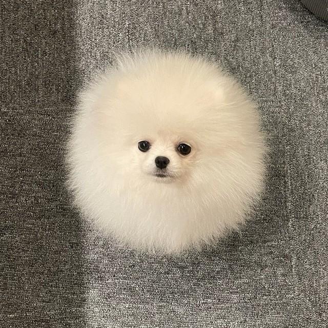 丸い…！（画像提供：ポメラニアン ちょむさん）