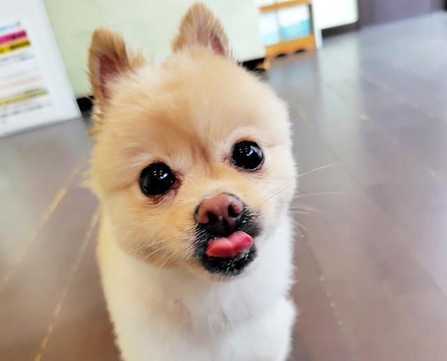 飼ってから４年の間、散歩にも病院にも連れて行ってもらえなかったメスのポメラニアンのチャコ