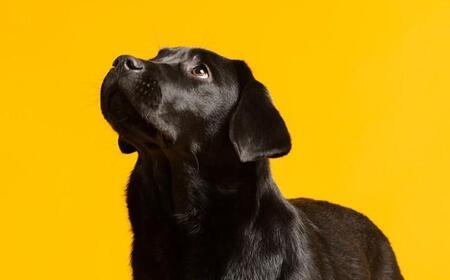 ワンちゃんに与えないで!ペット専門店公式が“危険な食べ物”を解説「こういう情報助かります」「勉強になる」