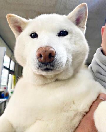 【絶望の始まり】柴犬の“抜け毛収穫祭”が開幕!? 夏の到来とともにごっそり「無限ぼふぼふ」「抜いた毛を埋めると子柴が生える説」