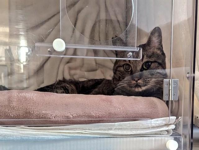 酸素室の小窓越しにしか触れ合えなくなってしまった日々が続いていた