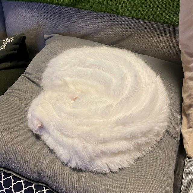 巨大ホイップクリーム…！？（画像提供：もろとむく@まるかさん）