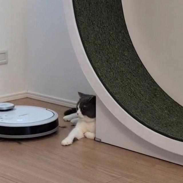 「ああ、またアイツがくるニャ…」（画像提供：コテツとまるさん、動画よりキャプチャ、画像を一部トリミング）