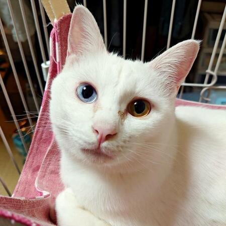 お迎え当日、逃げ回る猫の爪が刺さって飼い主は救急搬送　譲渡会で出会った2匹の保護猫、今では“おうち大好き”な甘えん坊に