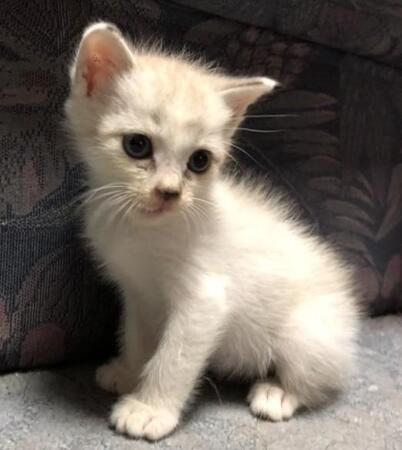 「男は犬だろ」が口癖だった夫がなぜ…捨て猫に“うちの子”宣言！ミルク係だった妻には見せない甘え方で“パパ命”に　今では一家を仕切る“女帝”に成長