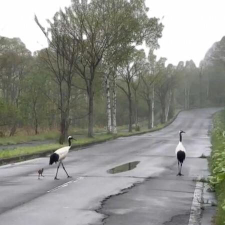 「タンチョウの家族が道路渡ってた」待っている父、ヒナを見守る母「優しい時間」「全てが美しく尊い」